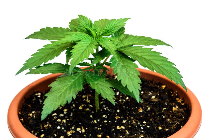 Marijuana plant in flower pot isolated on white background royalty free stock photos Marijuana plant in flower pot isolated on white background royalty free stock photos