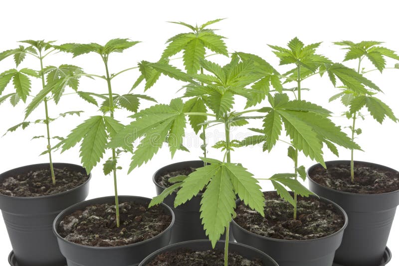 Marijuana Plants in Plastic Pot Stock Photo Image of nature