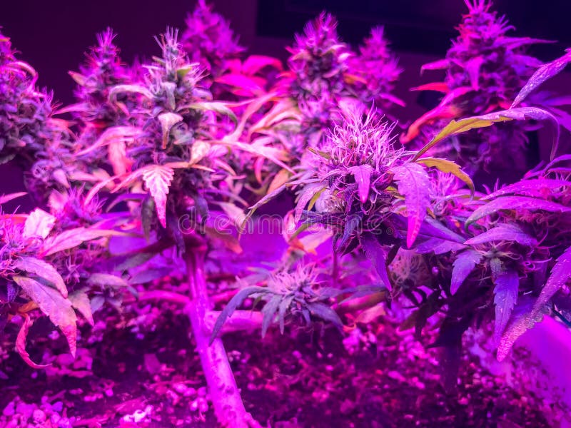 Marijuana Plants Under Ultraviolet Light Stock Photo Image of pacific