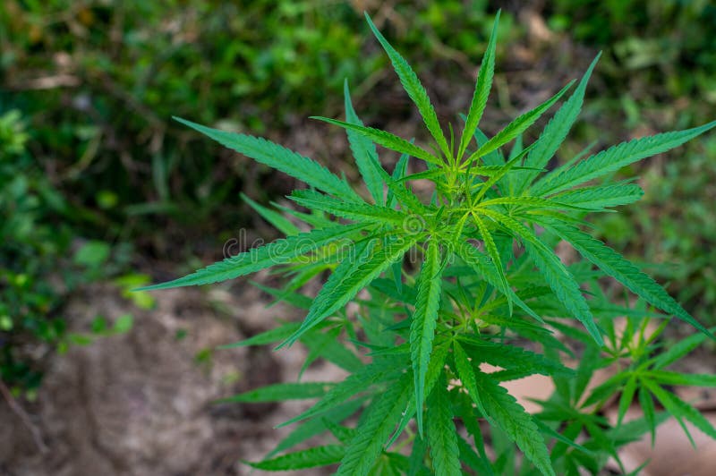 Marijuana Tree or Cannabis Tree Stock Image Image of agriculture