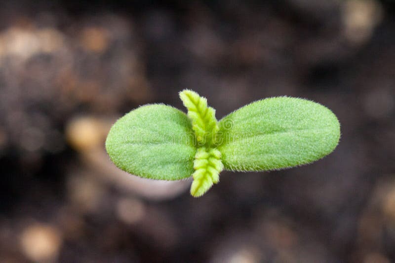 Marijuana verde pequena do broto medicinal imagem de stock Marijuana verde pequena do broto medicinal imagem de stock