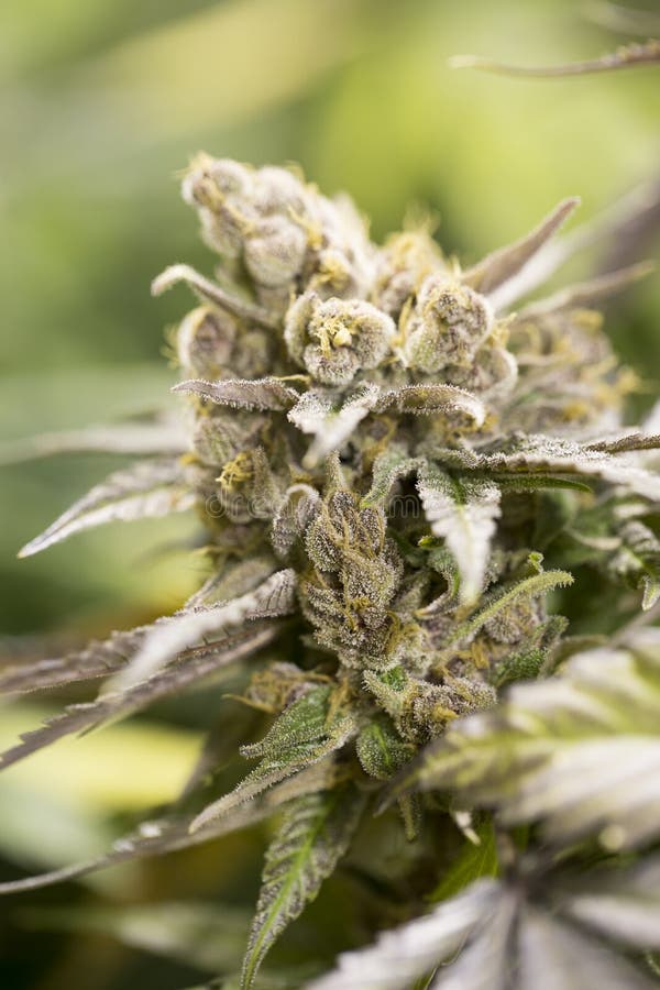 Marijuanablomningen slår ut (cannabis), hampaväxten royaltyfria foton Marijuanablomningen slår ut (cannabis), hampaväxten royaltyfria foton