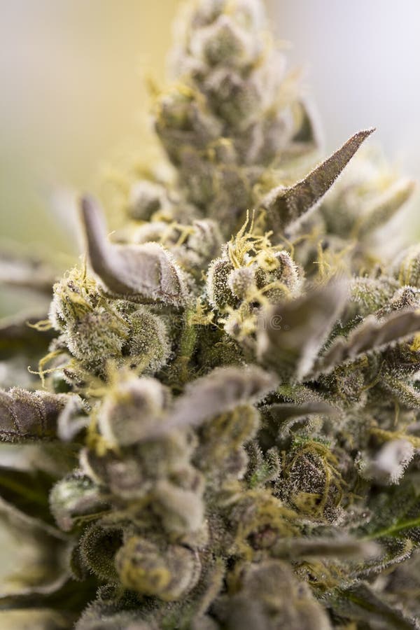 Marijuanablomningen slår ut (cannabis), hampaväxten arkivbild Marijuanablomningen slår ut (cannabis), hampaväxten arkivbild