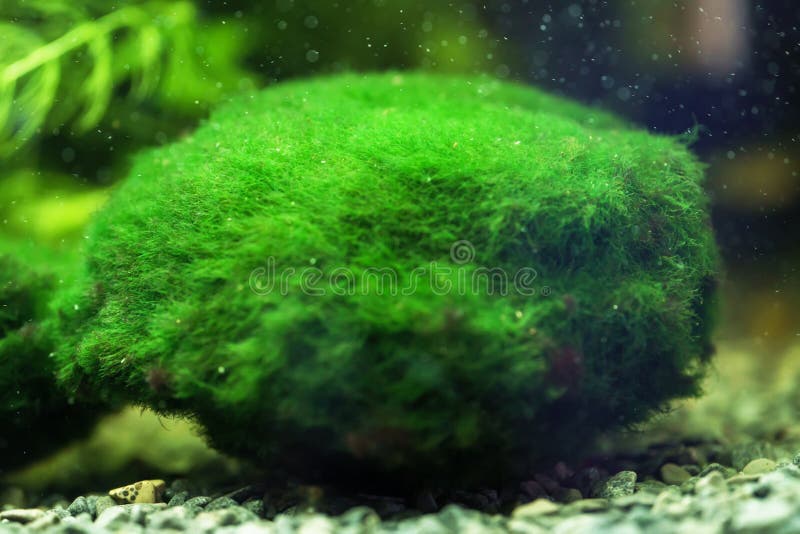 10+ Aquarium Moss Ball Stock Photos, Pictures & Royalty-Free