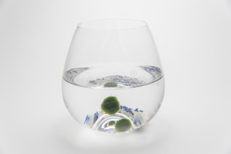 10+ Aquarium Moss Ball Stock Photos, Pictures & Royalty-Free