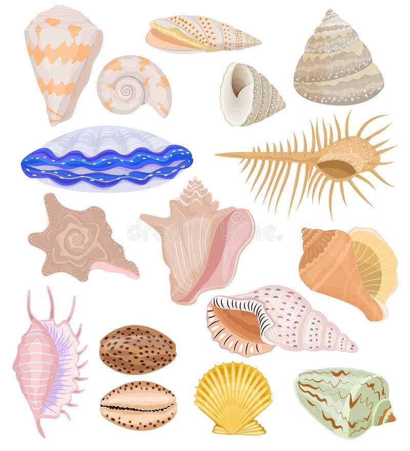 Marin- snäckskal för skalvektor och uppsättning för havbubbla-SHELL undervattens- illustration av skaldjur och mussla-SHELL eller stock illustrationer Marin- snäckskal för skalvektor och uppsättning för havbubbla-SHELL undervattens- illustration av skaldjur och mussla-SHELL eller stock illustrationer