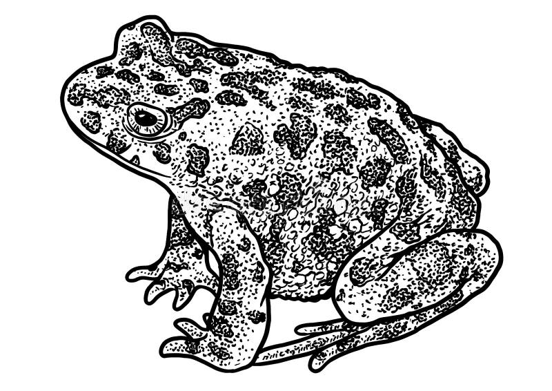 toads drawing