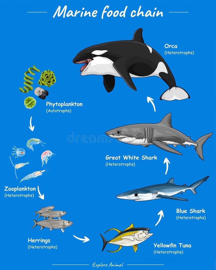 Aquatic Food Chain Stock Illustrations 615 Aquatic Food Chain Stock Biology Diagrams