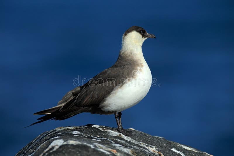 Marine bird Arctic Skua, Stercorarius parasiticus, sitting on stone with dark blue sea at backgrond, Svalbard