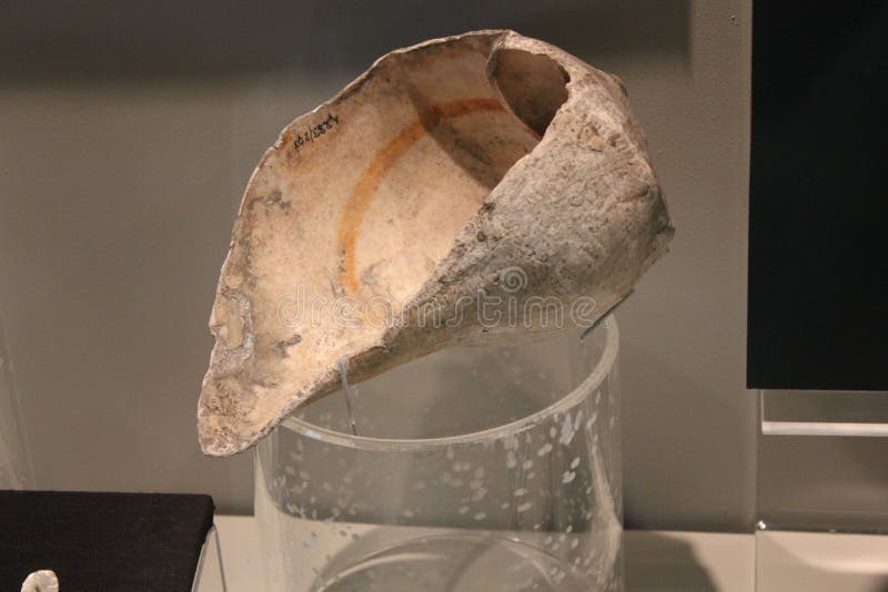 Marine Conch-Shell Dipper Fort-an der alten Museumsanzeige stockbild Marine Conch-Shell Dipper Fort-an der alten Museumsanzeige stockbild