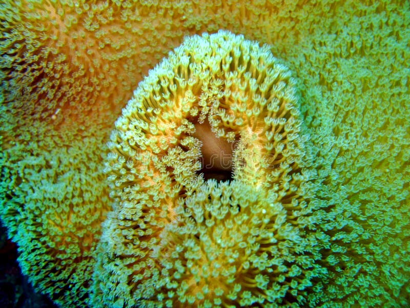 Marine Coral Detail