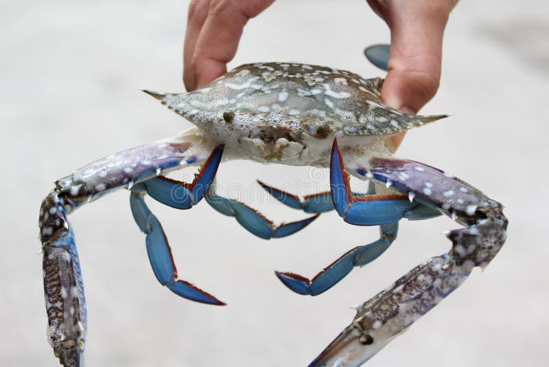 Marine crab stock photo. Image of crustacean, marine 40916704