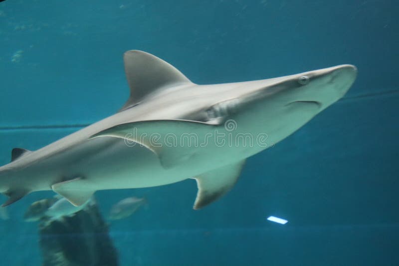 The Shark in a Big Aquarium Stock Photo - Image of school, design