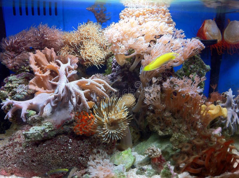 Marine Fish Tank with Soft Corals Stock Photo Image of water, tank