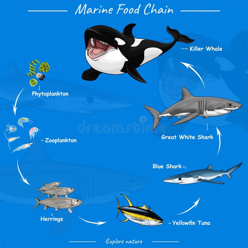 Food Web Shark Stock Illustrations – 559 Food Web Shark Stock