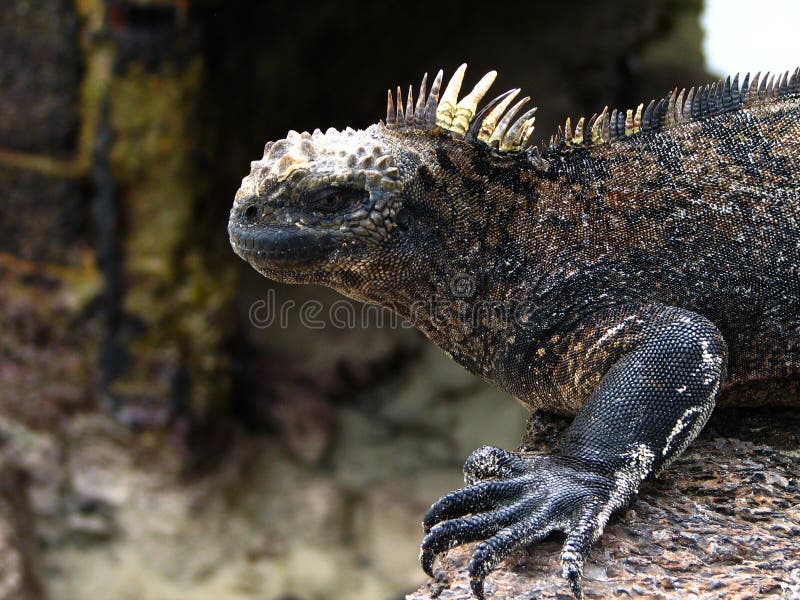 Marine iguana