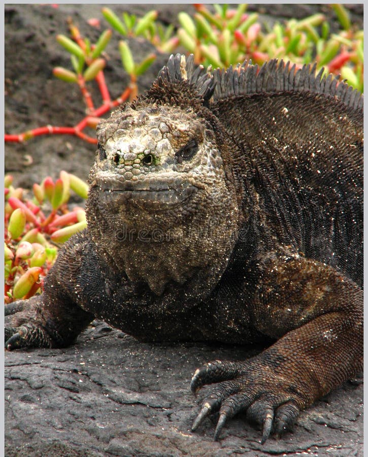 Marine iguana