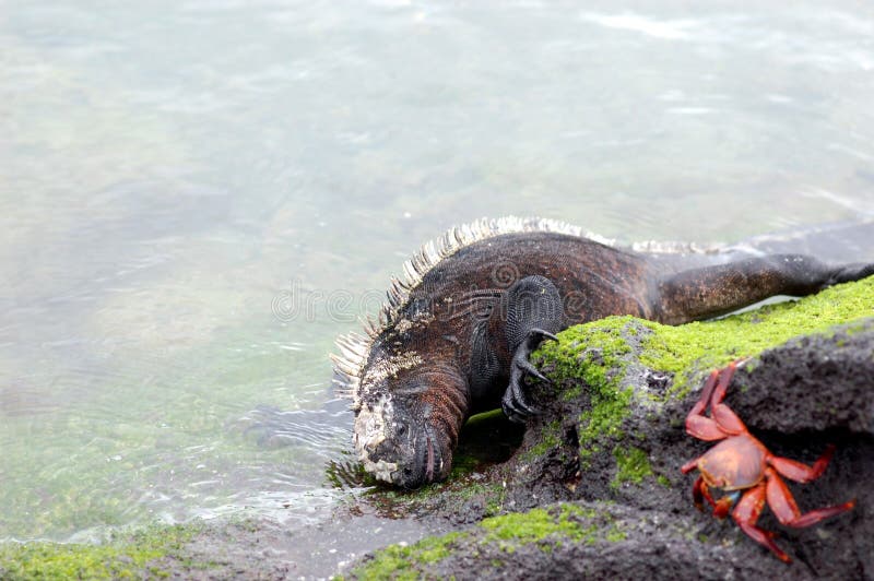 Marine Iguana Eating stock image. Image of close, ecuador 6152217