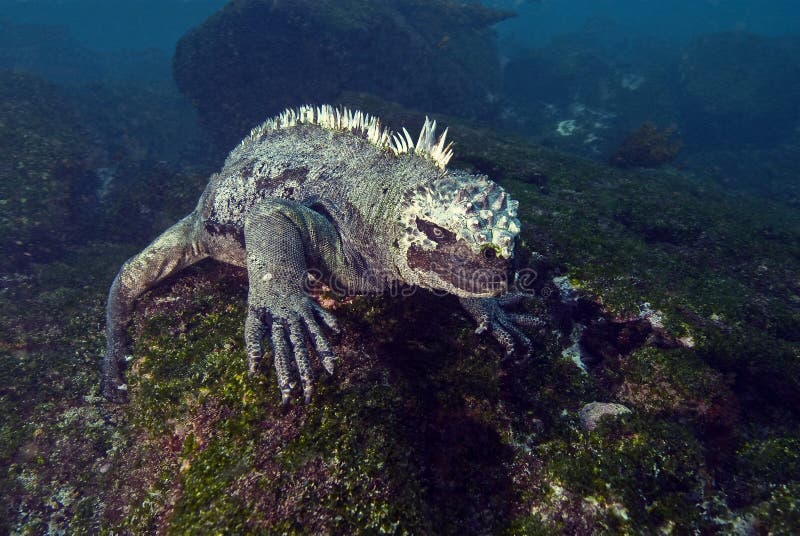 Marine iguana feeding underwater, Galapagos