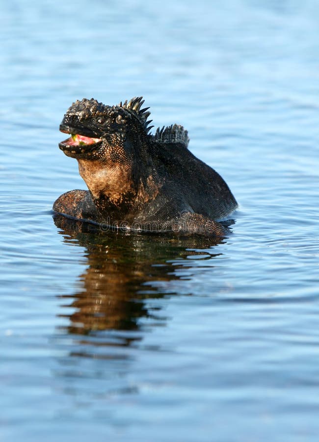 Marine Iguana Smiling