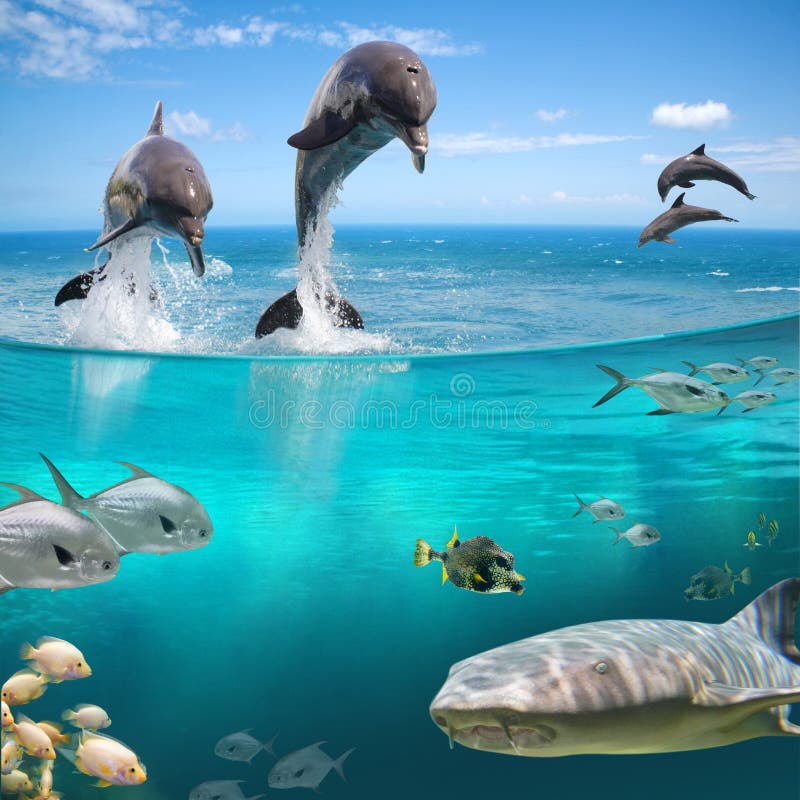 Marine life. Many animals under water in wildlife Marine life. Many animals under water in wildlife