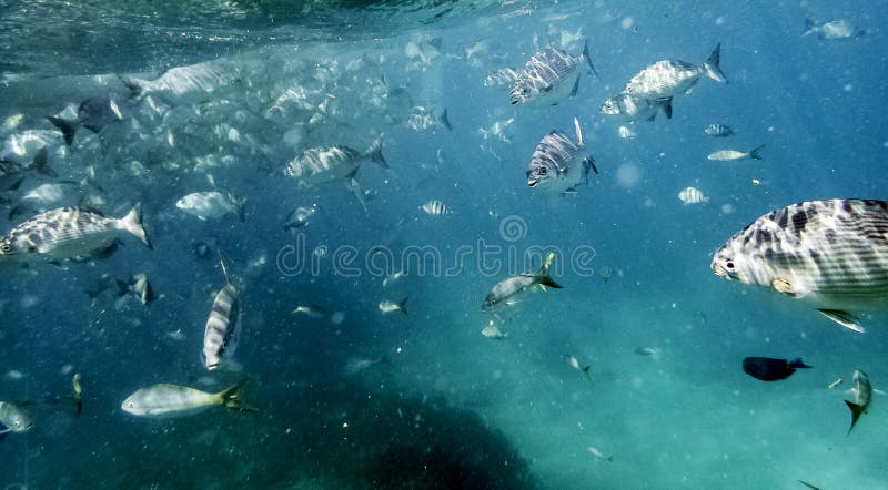 Marine Life in Atlantic Ocean on Cuban Coast Stock Image - Image of ...