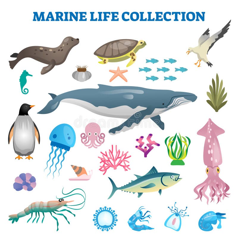 Marine Life Collection Vector Illustration. Sea and Ocean Wild Fauna Fishes  Stock Vector - Illustration of animal, beach: 165010495