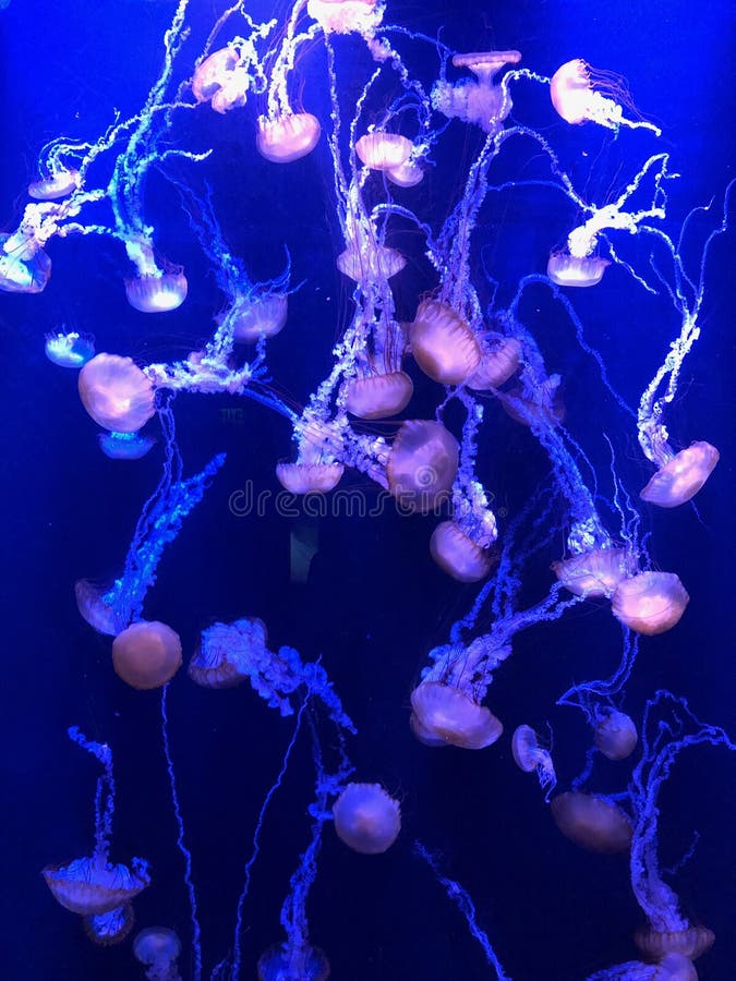 Marine Life d'ardore immagine stock Marine Life d'ardore immagine stock