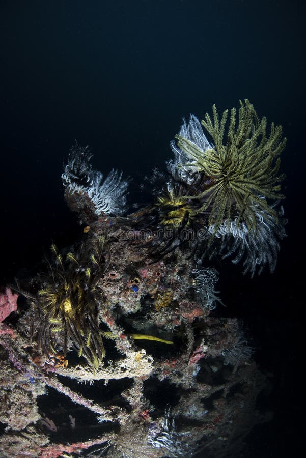 Two Sea Slug Marine Life on Dark Background Stock Image - Image of lion ...