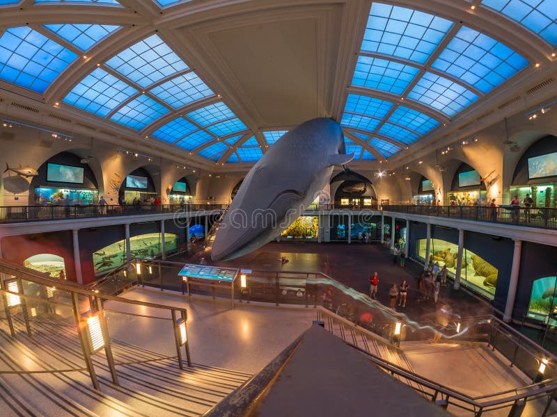 Marine life room at the American Museum of Natural History in Ne