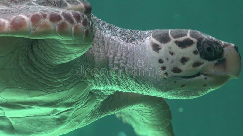 Marine Life And Sea Animals stockfotografie Marine Life And Sea Animals stockfotografie