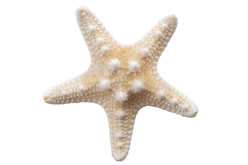 Marine Life and Sea Creatures Concept with a Starfish Isolated on White Background with a Clip Path Cutout Stock Photo - Image of animal, path: 185799836 Marine Life and Sea Creatures Concept with a Starfish Isolated on White Background with a Clip Path Cutout Stock Photo - Image of animal, path: 185799836
