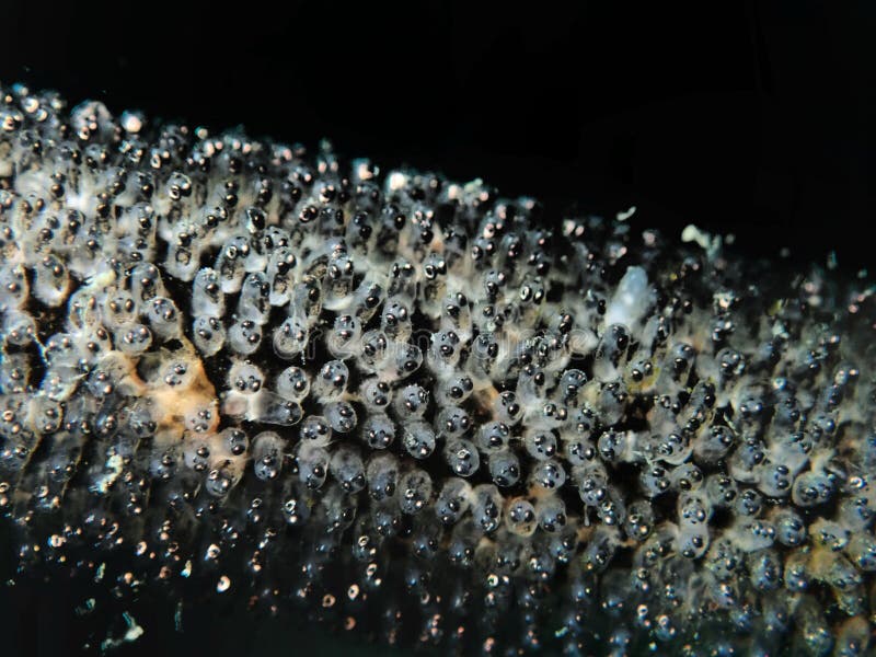 Closeup with Whip Goby Fish Eggs in Sipadan Island, Sabah. Borneo