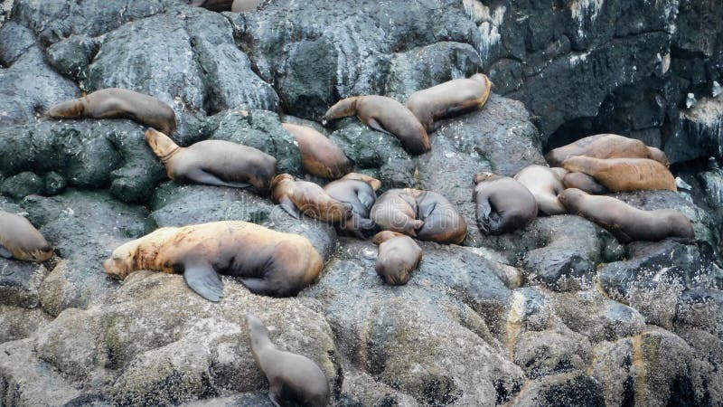 Marine mammals in Alaska stock image. Image of kenai - 159400249