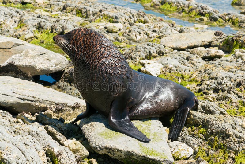 Marine mignonne noire de joint photo stock Marine mignonne noire de joint photo stock