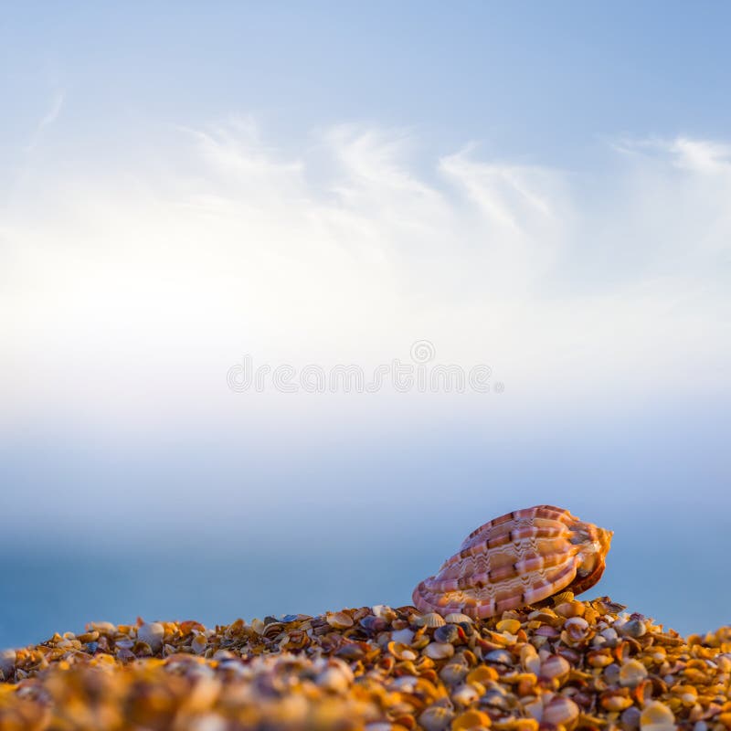 Marine Shell on Sandy Sea Beach at the Sunrise Stock Photo Image of