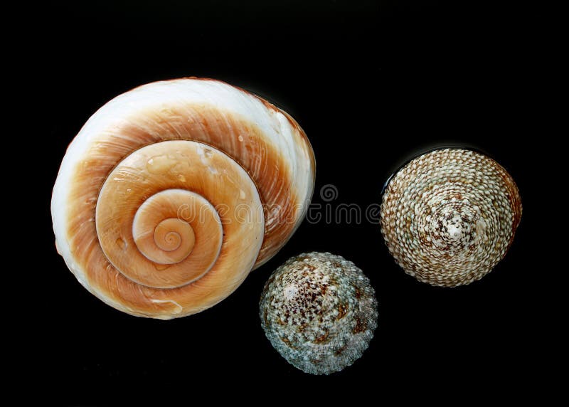 Marine shells on a black background