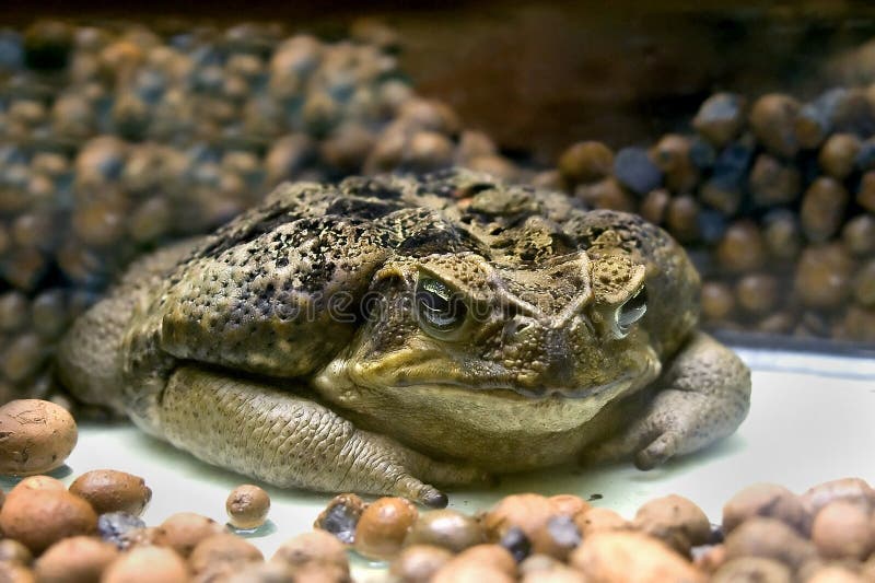 Marine toad 1