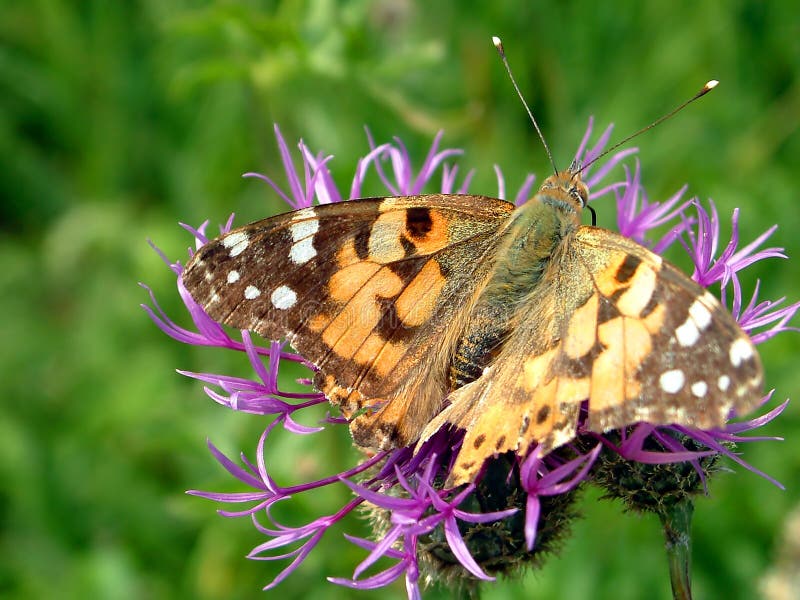 Mariposa imágenes de archivo libres de regalías Mariposa imágenes de archivo libres de regalías