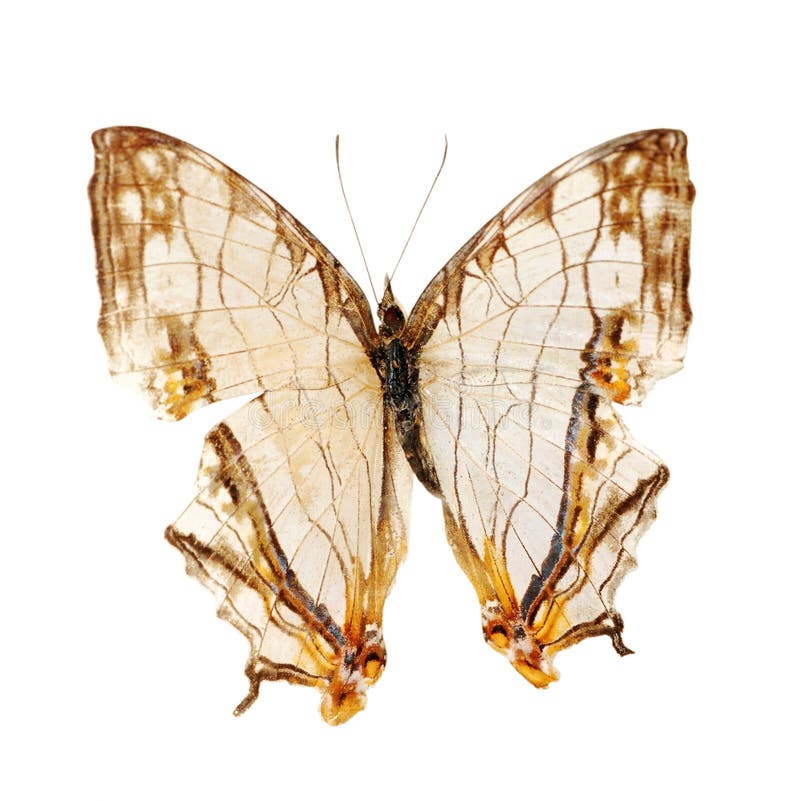 Mariposa fotografía de archivo Mariposa fotografía de archivo
