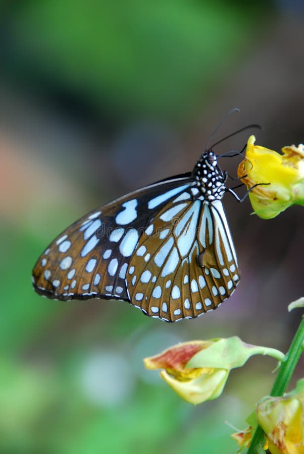 Mariposa Mariposa