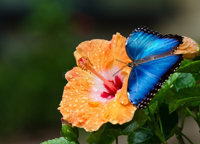 Mariposa azul de Morpho en la flor amarilla del hibisco imagenes de archivo