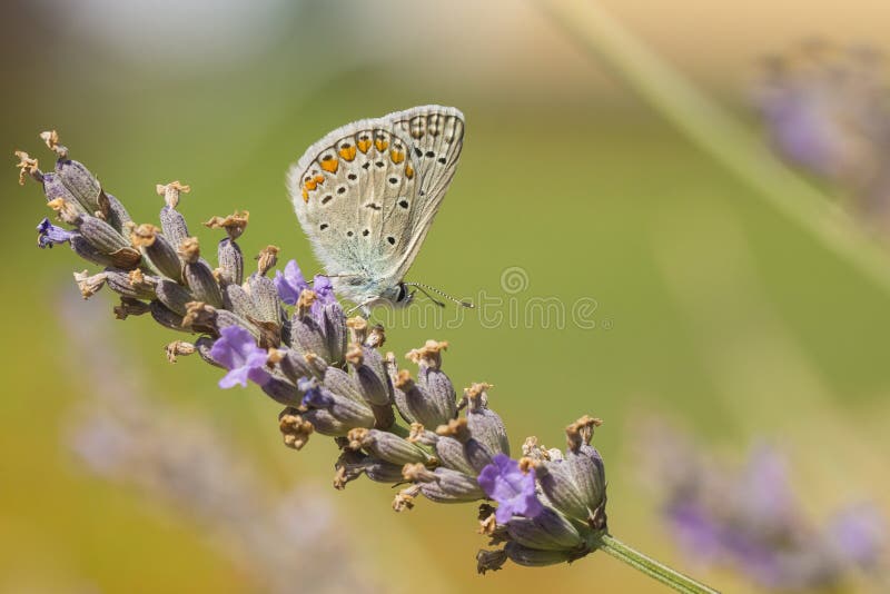 Mariposa azul del ` s de Reverdin, argyrognomon de Plebejus, imagen de archivo Mariposa azul del ` s de Reverdin, argyrognomon de Plebejus, imagen de archivo