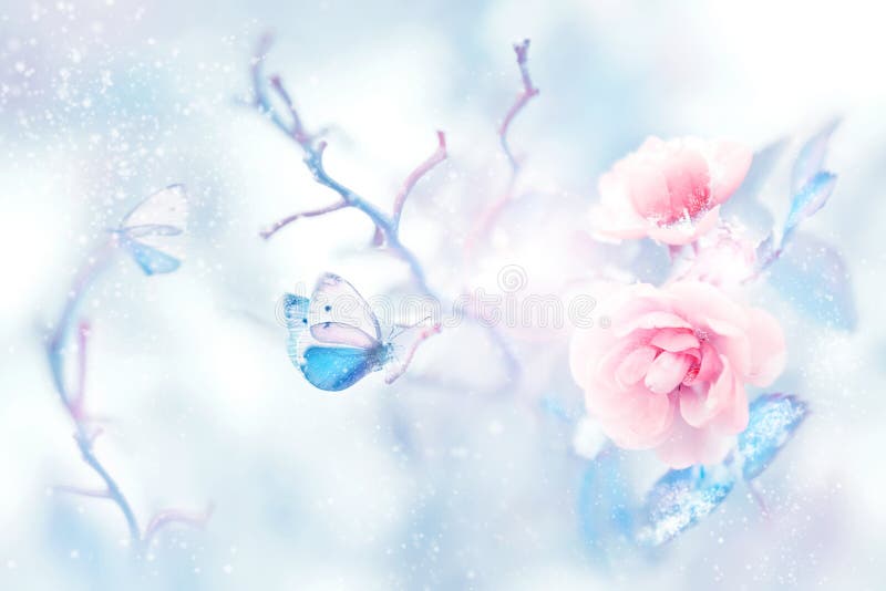Mariposa azul en la nieve en rosas rosadas en un jardín de hadas Imagen artística de la Navidad
