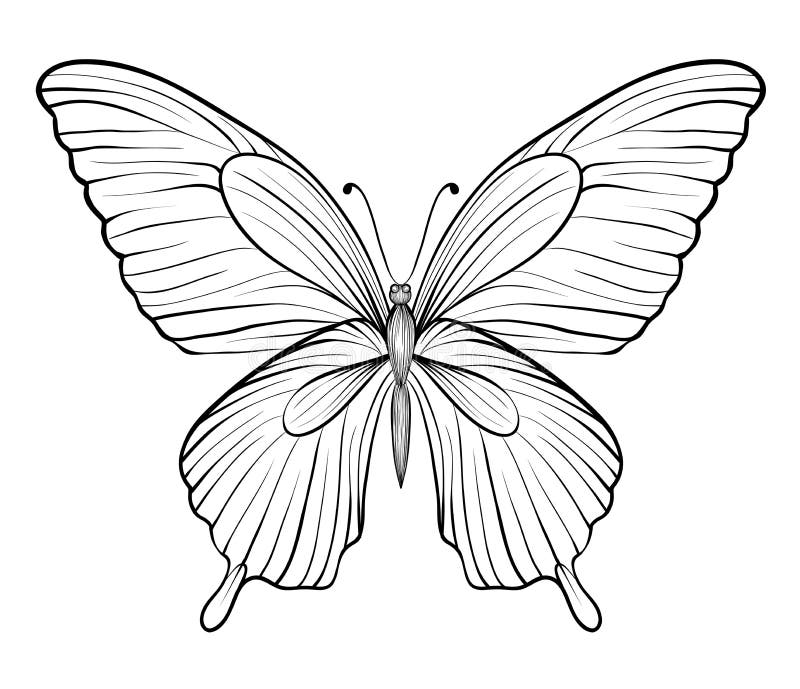 Mariposa blanco y negro gráfica. uno aislado en blanco ilustración del vector Mariposa blanco y negro gráfica. uno aislado en blanco ilustración del vector