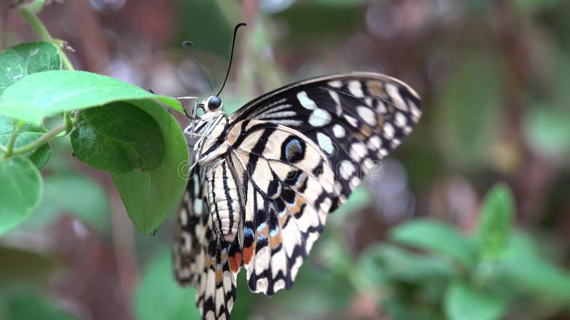 Mariposa coloreada hermosa en la hoja verde plana las alas