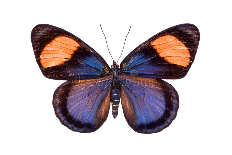 Mariposa colorida hermosa aislada en blanco foto de archivo libre de regalías Mariposa colorida hermosa aislada en blanco foto de archivo libre de regalías