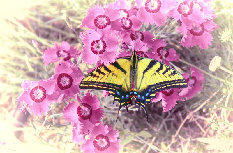 Mariposa con dos colas de Swallowtail en Guillermo dulce fotografía de archivo libre de regalías Mariposa con dos colas de Swallowtail en Guillermo dulce fotografía de archivo libre de regalías
