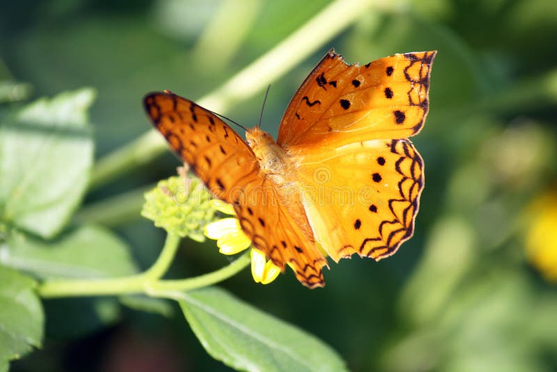 Mariposa con el ala quebrada fotos de archivo libres de regalías Mariposa con el ala quebrada fotos de archivo libres de regalías