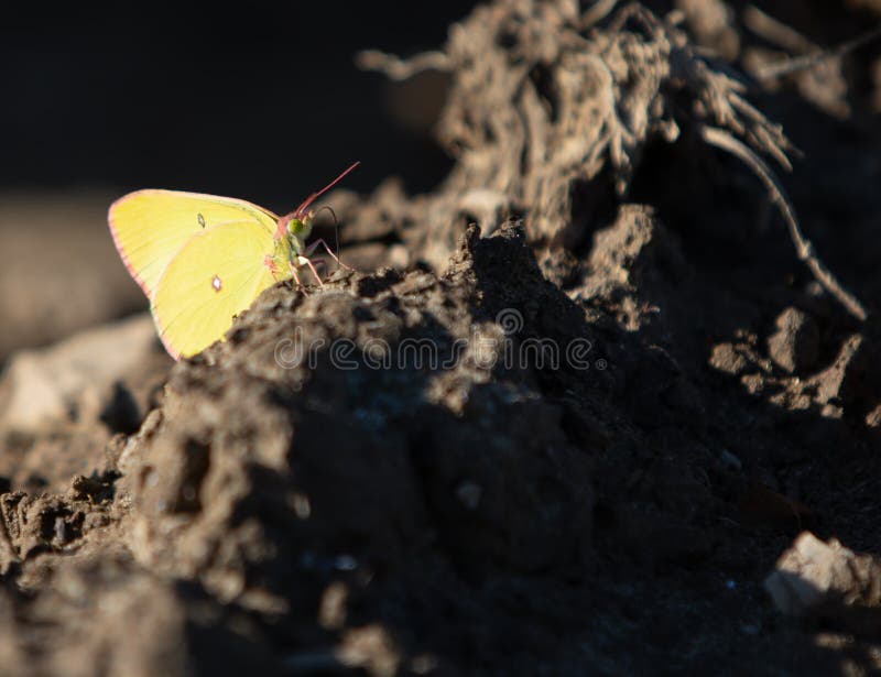 mariposa de azufre Rosado-afilada que descansa sobre la suciedad imagenes de archivo mariposa de azufre Rosado-afilada que descansa sobre la suciedad imagenes de archivo